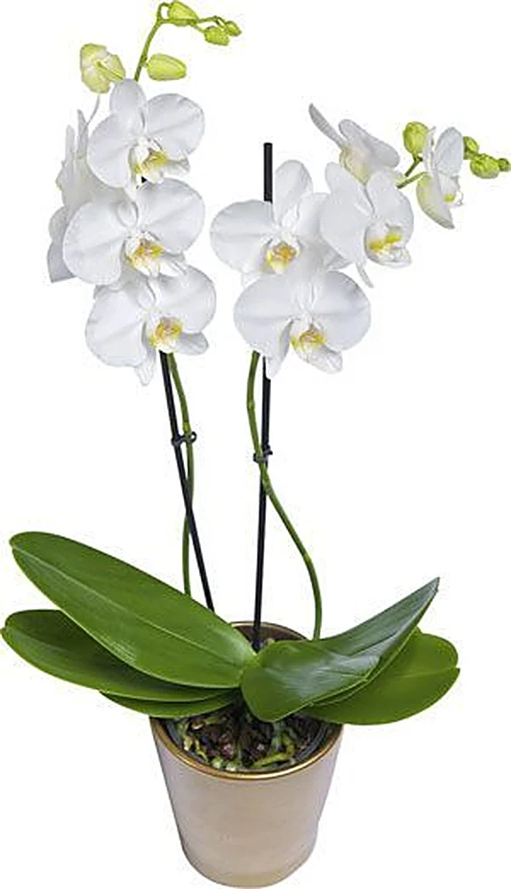 White Orchid Love
