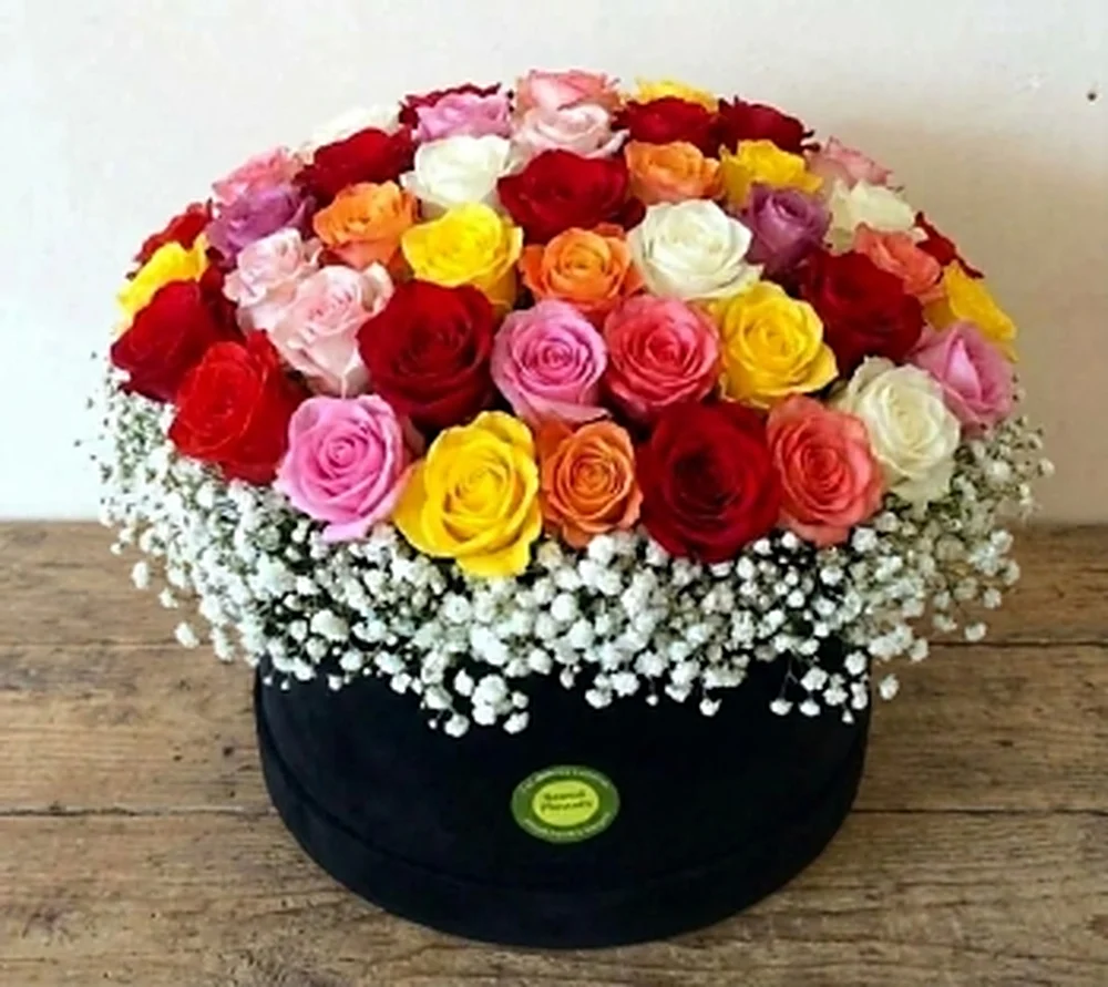 Hadia